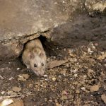 A patkányirtás lehet a legjobb megoldás ha szaporodnak a rágcsálók